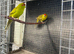 Breeding pair of olive Kakariki parrots available not tame breeding pair