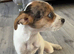 Chihuahua crocs jack russel