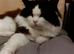 RAGDOLL KINGS