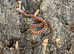 Carolina Scaleless Corn Snake at Birmingham Reptiles