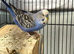 Budgie