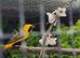 Yellow crowned bishop cock bird