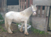 Blagdon colt