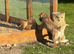 KC Registered Border Terrier for stud. KC name Pebbledyke Pointing