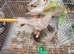 Zebra finch