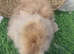 Double Mane lionhead babies