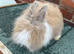 Baby rabbits