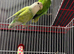 Pair of love birds with cage