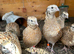 6 Quail for &pound;50