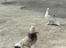 Kurdish pigeon