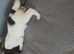 Springer spaniel pups