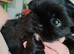 Beautiful Black Shih Tzu Puppies