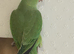 Ringneck Parrot
