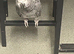 15 year old African grey