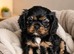 Beautiful cavalier king charles puppies