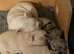 French bulldog puppies