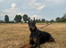Imported Female Dobermann