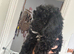F1 Male Cockapoo