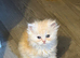 Chinchilla exotic kittens