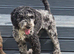 Adult Poochons & Miniature Poodle