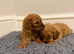 F1 Cavapoo Puppies for sale