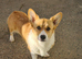 Stunning tri-coloured male Welsh Pembroke Corgi