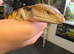 Sweet blue tongue skink