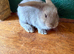 1 Buck - Continental Giant × French Lop Baby