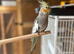 3 lovely cockatiel babys for sale
