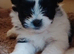 Shih tuz cross pomeranian only two left