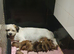 Beautiful pups for sale