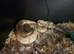 Ball python and corn snakes