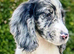 Beautiful cocker spaniels for sale