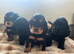 Show type cocker spaniels