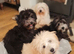 Coton de Tulear cross Toy poodle , Cotonpoo/cotonoodle