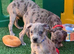 Blue & rare blue Merle dna clear staffy puppies