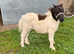 Halstock Spike miniature Gelding