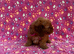 Cockapoo F2 puppies girls and boy Ready to go to there new loving homes