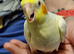 Hand reared baby Cockatiel