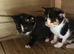 Cute kittens available for adoption