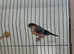 Young Bullfinches coke for sale 2026 for sale