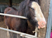Traditional Ride & Drive Cob Gelding