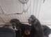 3m old female cane corso