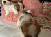 Shih Tzu puppies