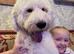 Lovely Old English Sheepdog