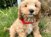 Cavapoochon puppies