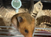 17 week old female Syrian hamster