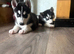 Adorable Siberian Huskies Puppies
