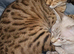 Bengal boy