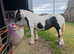 14.1hh 12 yr old traditional cob mare 12 yrs